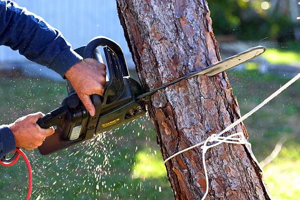 Best Storm Damage Tree Cleanup  in Brookdale, SC